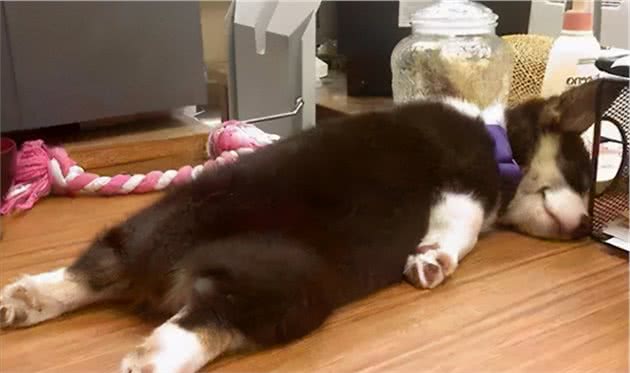 一条狗的性格如何？从睡姿就能感受到