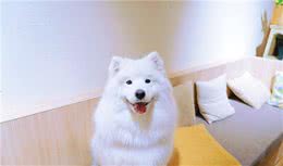 狗狗喜欢睡在什么地方，代表着什么？