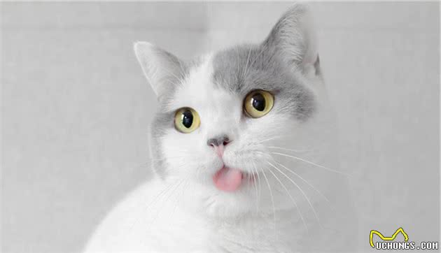 5个小tip，教你快速挑到优质的英国短毛猫