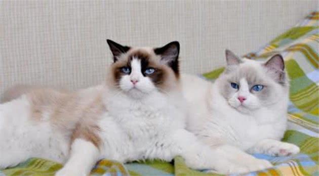 猫咪其实也是有体型之分，只不过方法不同于狗，有两个办法来分类