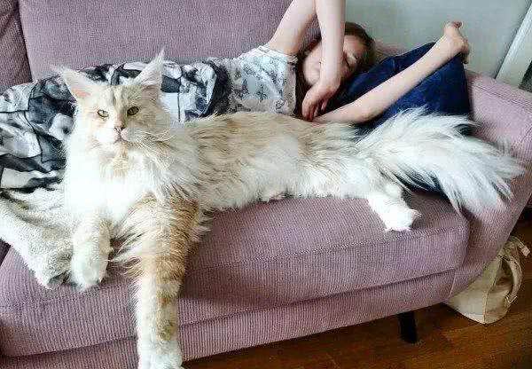 猫咪其实也是有体型之分，只不过方法不同于狗，有两个办法来分类