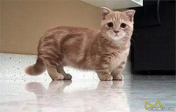 猫咪其实也是有体型之分，只不过方法不同于狗，有两个办法来分类