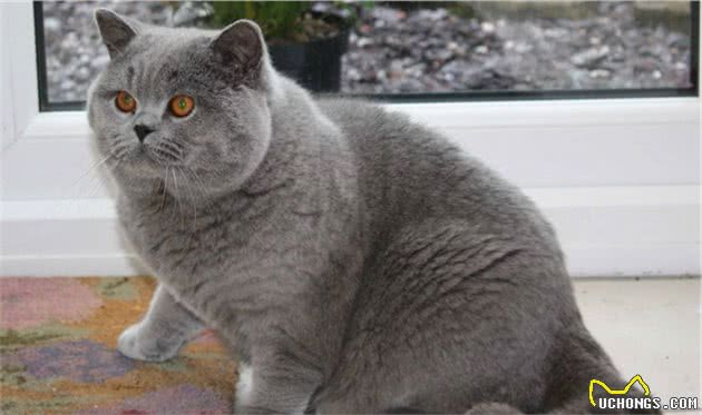 猫咪其实也是有体型之分，只不过方法不同于狗，有两个办法来分类