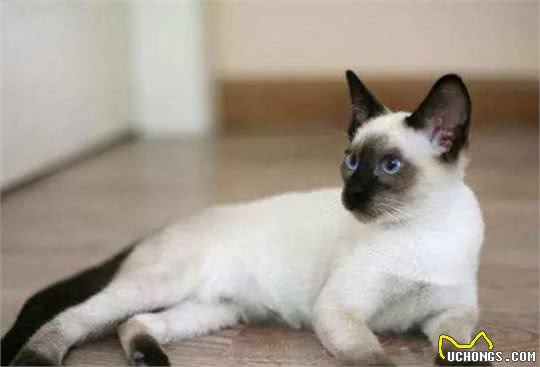 猫咪其实也是有体型之分，只不过方法不同于狗，有两个办法来分类