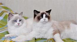 猫咪其实也是有体型之分，只不过方法不同于狗，有两个办法来分类