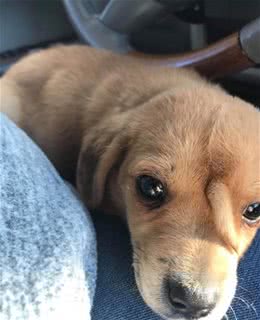 小狗脑门上长了个尾巴，兽医都很纳闷，检查后才让人放下心来