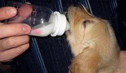 不同时期的狗狗喂食各不相同，各种新手家长们都做对了吗？