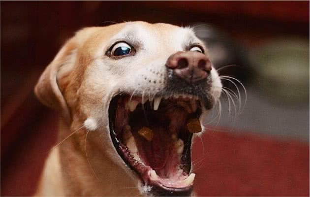 解析：狗狗的6种性格分类，你家狗属于哪一种？