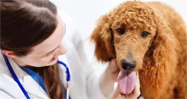 狗狗生病怎么办？不要错过这份就医指导