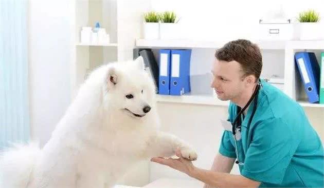 狗狗生病怎么办？不要错过这份就医指导