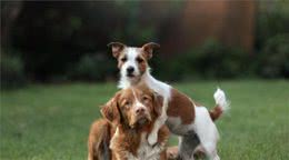 不是说异性相吸吗？为什么公狗之间也喜欢互相骑跨？原因有4个