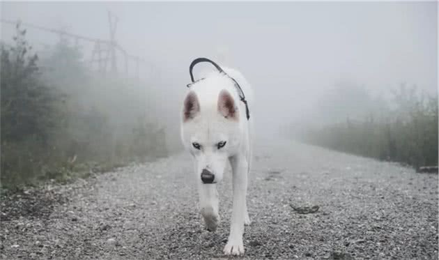 犬流感来袭，家长们要注意！