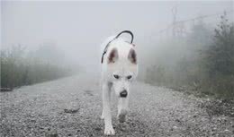 犬流感来袭，家长们要注意！