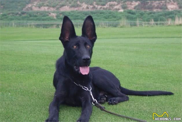 黑狼犬，威武帅气、英勇善战，遗憾的是没有进入我国警犬序列