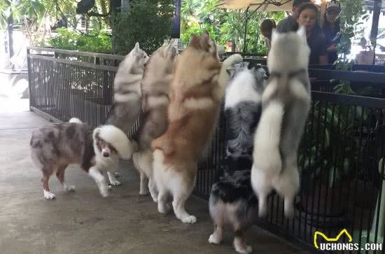 主人家里是多有钱，才会养着这5种狗狗，每只都很烧钱