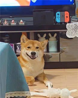 柴犬价格多少钱一只？揭秘柴犬价格的猫腻
