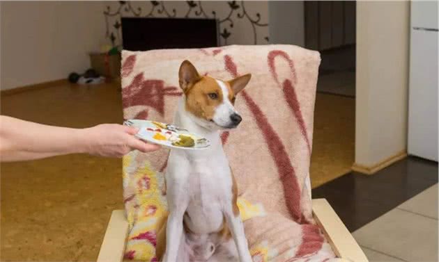 狗粮它不香吗？为什么狗子总是挑食不爱吃？