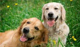 夏季遛狗要注意防暑，狗狗中暑之后该怎么办？这些急救措施要知道