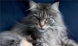 缅因猫吃的多吗，应该怎么喂养？