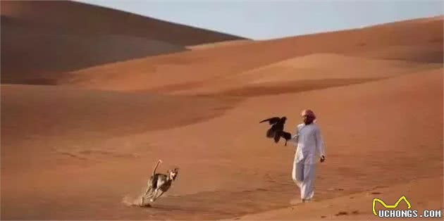 它是哮天犬的原型中国速度最快的细犬如今却濒临灭绝