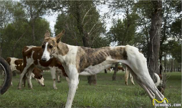 它是哮天犬的原型中国速度最快的细犬如今却濒临灭绝