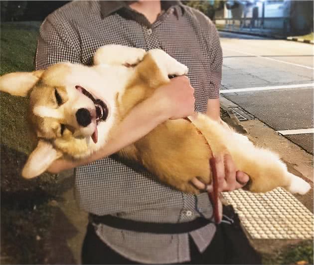 养柯基犬，有这7个“痛苦之处”，准备承受了吗？