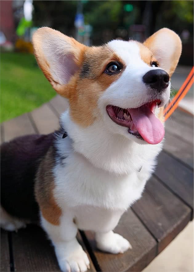 养柯基犬，有这7个“痛苦之处”，准备承受了吗？