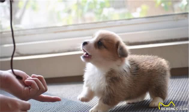 养柯基犬，有这7个“痛苦之处”，准备承受了吗？