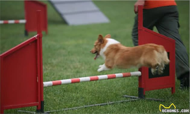 养柯基犬，有这7个“痛苦之处”，准备承受了吗？