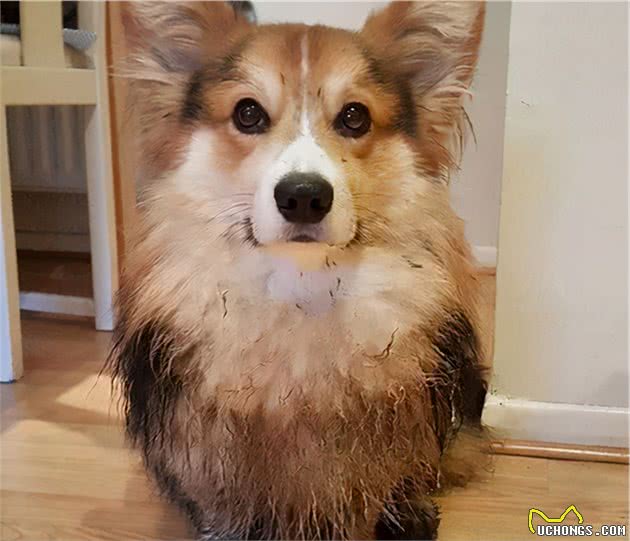 养柯基犬，有这7个“痛苦之处”，准备承受了吗？