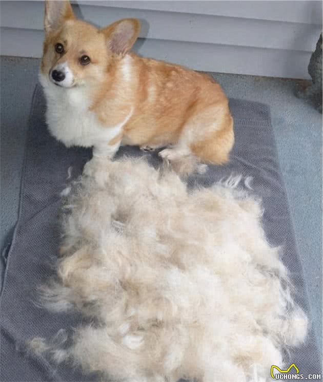 养柯基犬，有这7个“痛苦之处”，准备承受了吗？