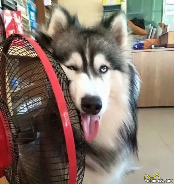 狗狗夏日防暑指南，超实用的防暑干货知识