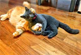 波斯猫被剃毛后，隔了会以为它抽风了，凑近一看却心疼了