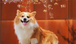 柯基犬出现这5种情况时，说明它缺乏微量元素了，主人别忽视了