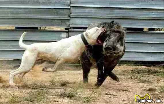 国外十种顶级猎犬，杜高才排第四，第一你想不到