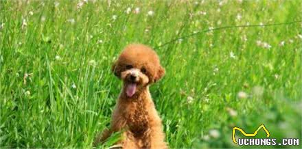 春季对泰迪犬一点不“友好”，容易导致的5种疾病，宠主要警惕！