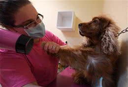 一用这款吹风机，小狗就发疯怎么办？