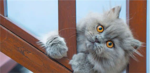 “波斯猫”来自波斯吗？