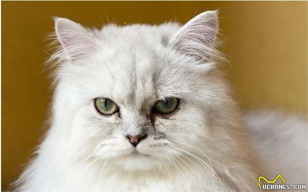 “波斯猫”来自波斯吗？