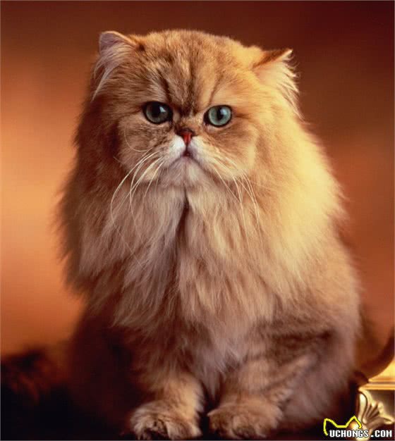 “波斯猫”来自波斯吗？