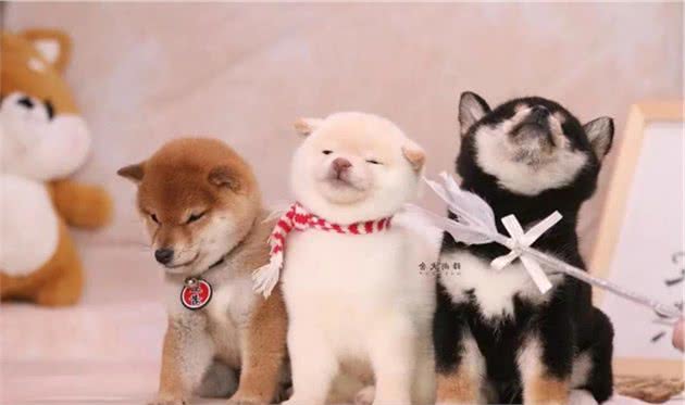 柴犬和比熊哪个比较好养？价格区别大吗？