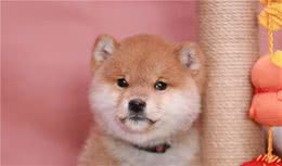 柴犬和比熊哪个比较好养？价格区别大吗？