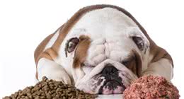 狗狗吃生骨肉有好处？不正确喂食可能会惹寄生虫