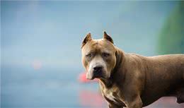 世界十大烈犬最新排名，中国两只狗上榜