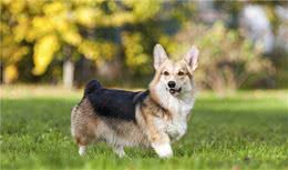 想要养好柯基犬，这6点必须做好，这样它才会长寿