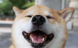 真心想对狗狗好，这几件事，不要乱做