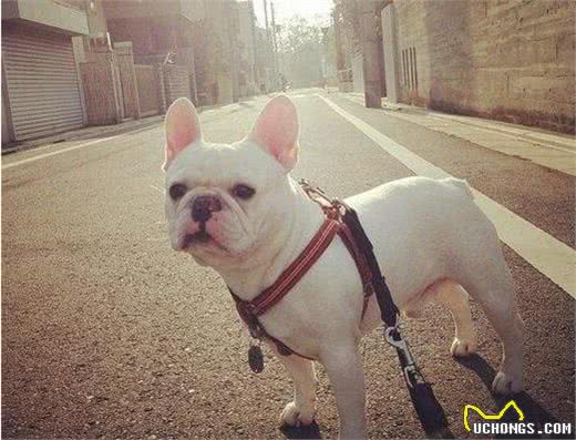 养法国斗牛犬，不少宠主都存在的6大毛病，你有吗？