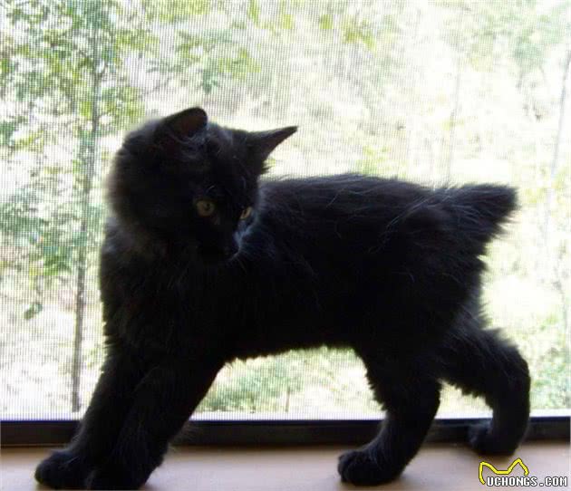 酷酷的黑猫你想养一只吗？原来黑猫有这么多种