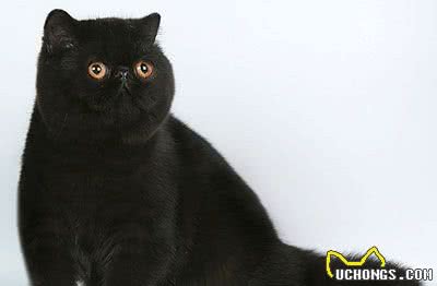 酷酷的黑猫你想养一只吗？原来黑猫有这么多种