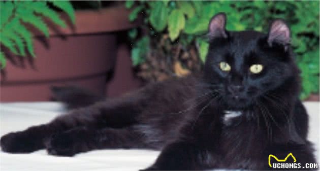酷酷的黑猫你想养一只吗？原来黑猫有这么多种